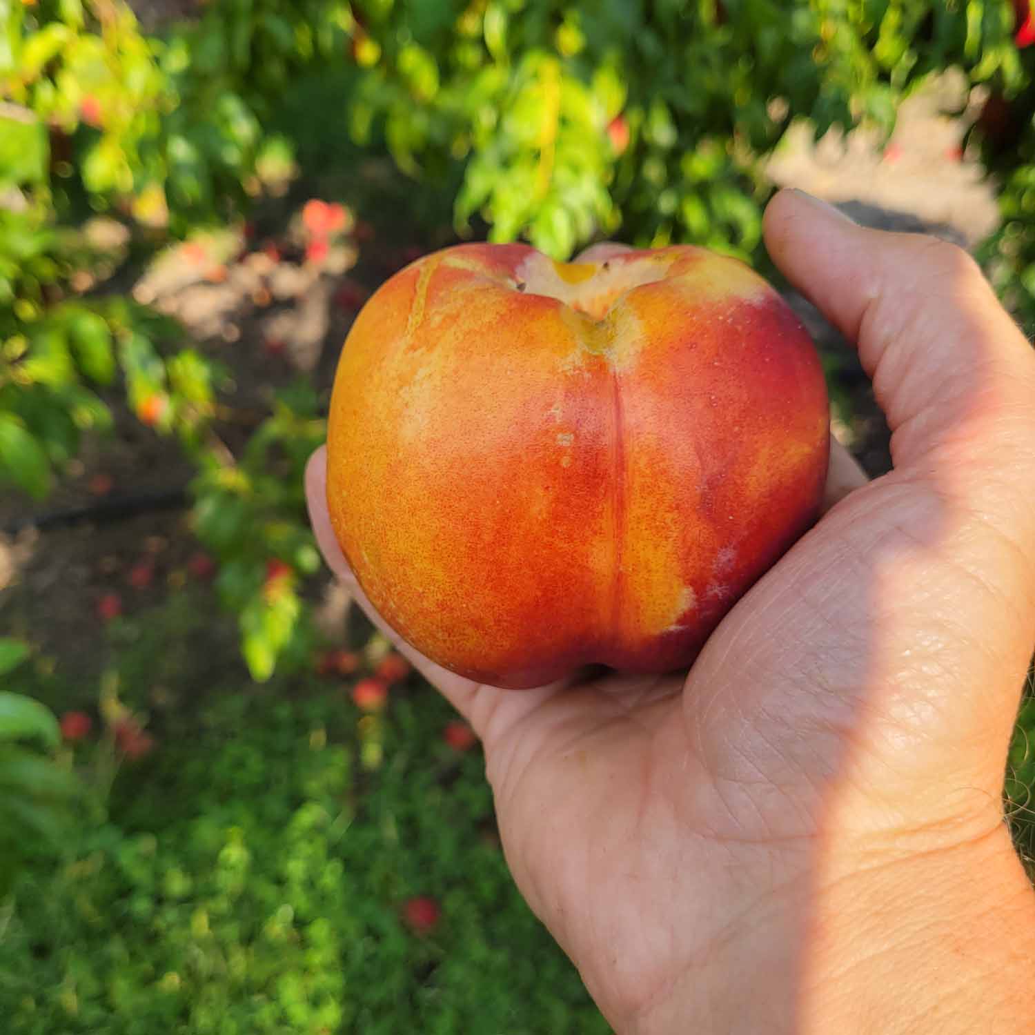 Flavor Top Nectarine Gem Orchards