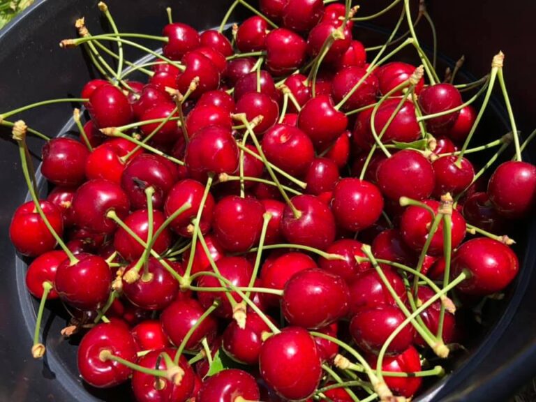 Home 💎Gem OrchardsLocated In Emmett, ID