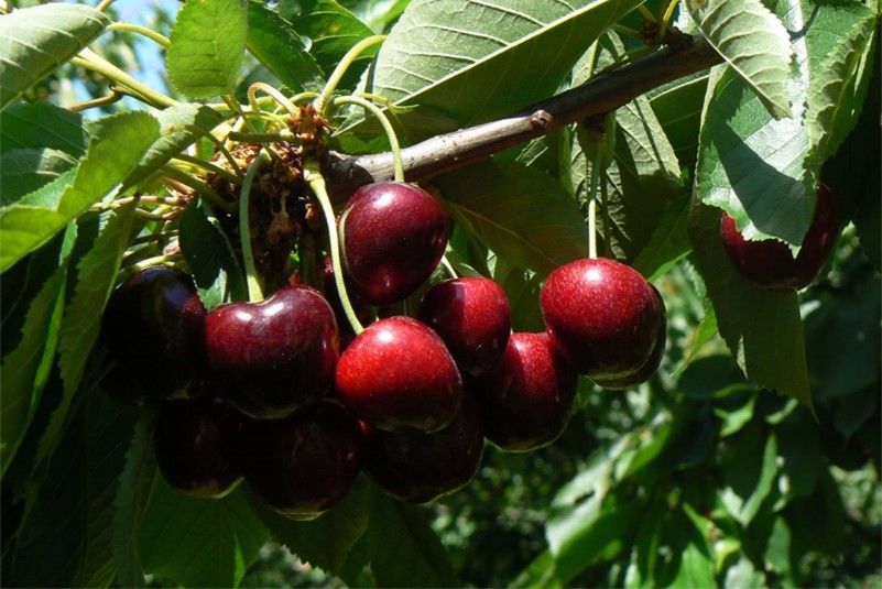 A cluster of cherries in a tree.