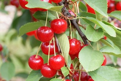 red cherries on a vine