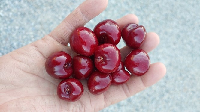 Cherries in hand.