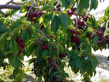 Clusters of cherries on the tree.