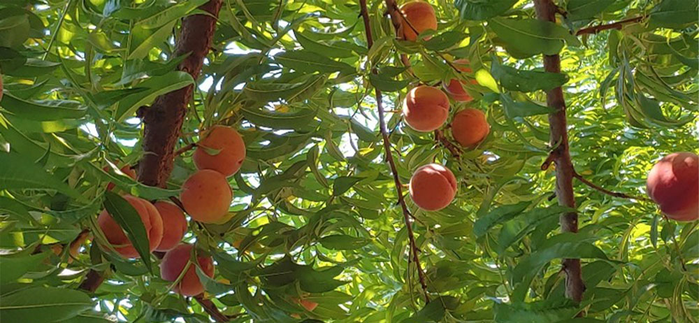 Peaches in a tree.
