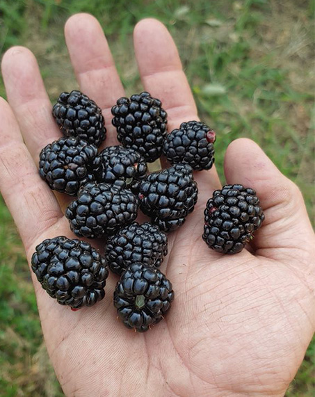I am holding Blackberries