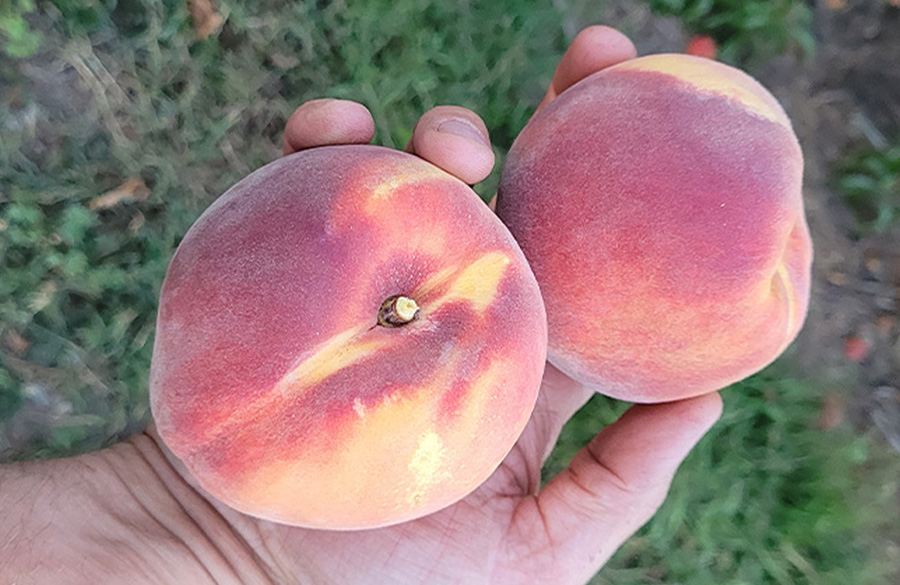 I am holding two peaches