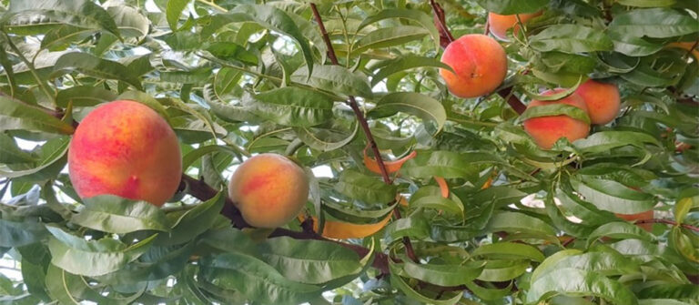 Peaches in a tree