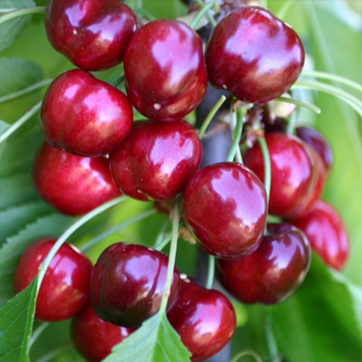 A cluster of cherries.
