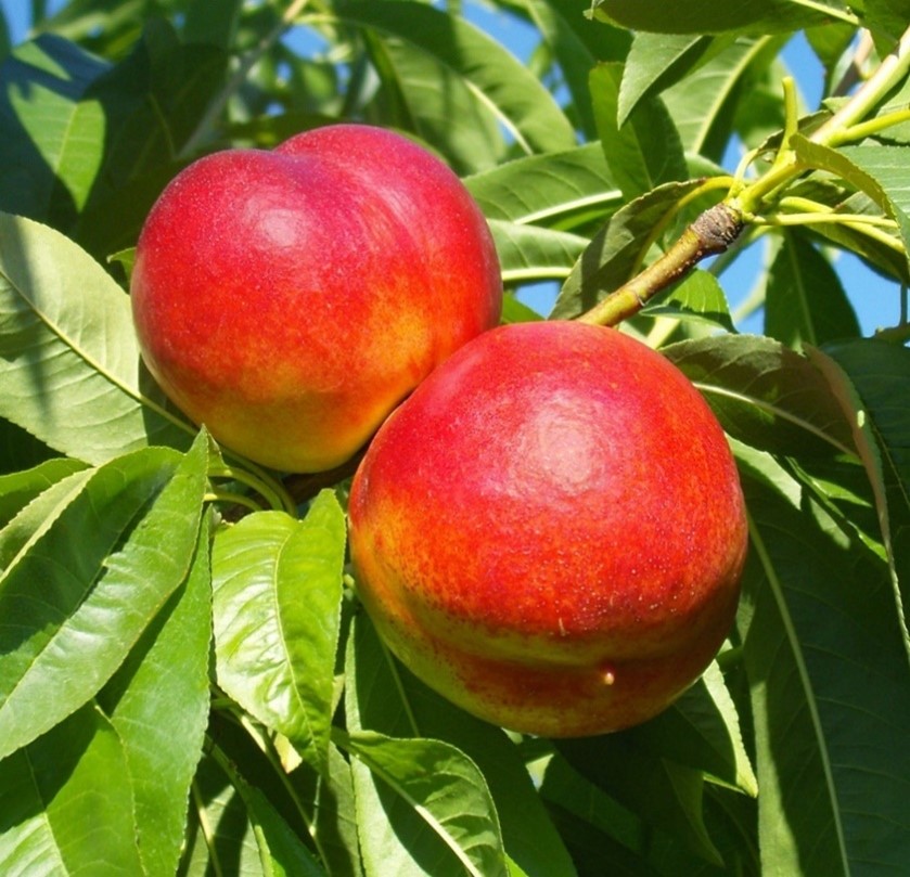 Two nectarines are in a tree.