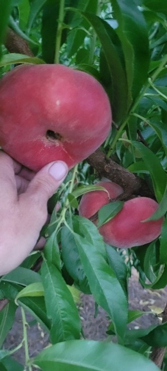 I am holding a peach in a tree.