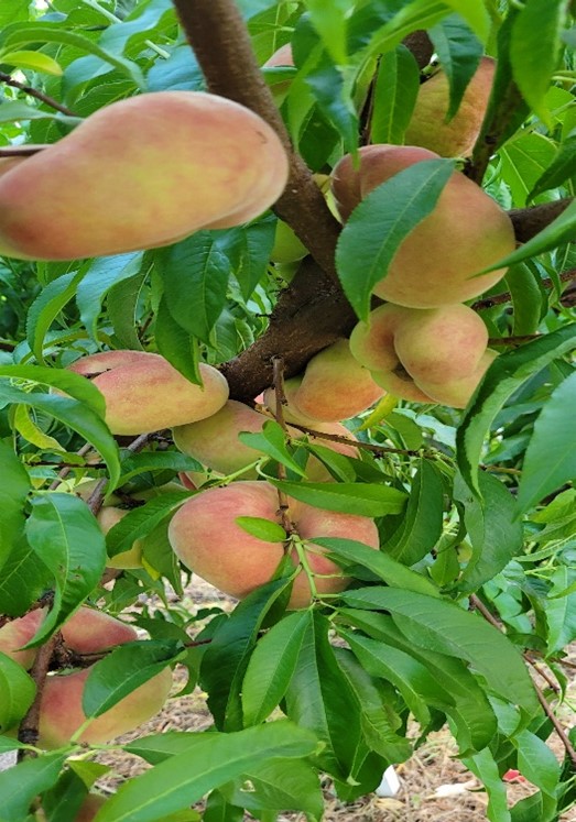 Peaches in a tree