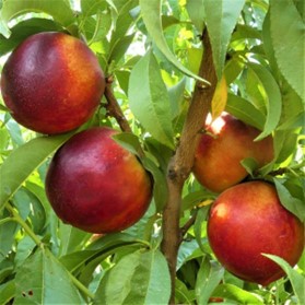 A group of nectarines in a tree.