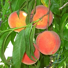 A group of peaches in a tree