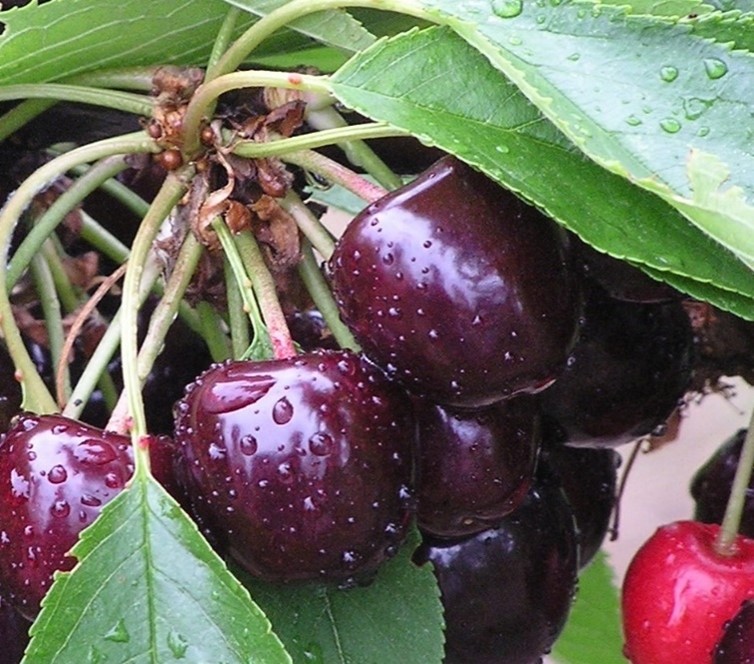 A group of cherries.