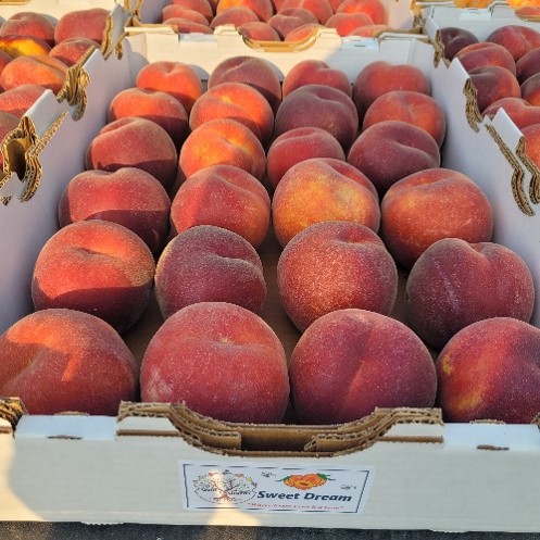 Boxes full of peaches.
