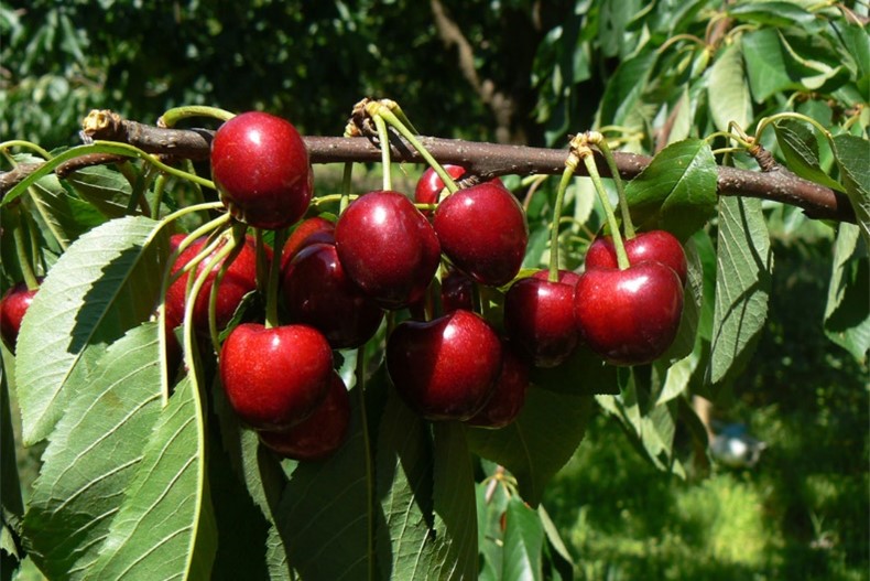 A cluster of cherries on a branch