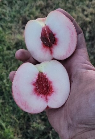 I am holding a peach cut in half