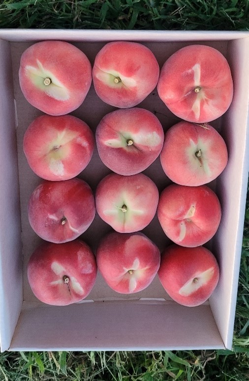 This is a box full of peaches
