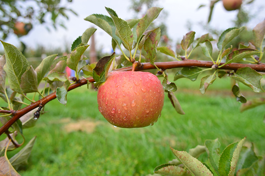 Early Fuji Apples