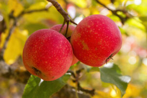 Gypsy Red Apples