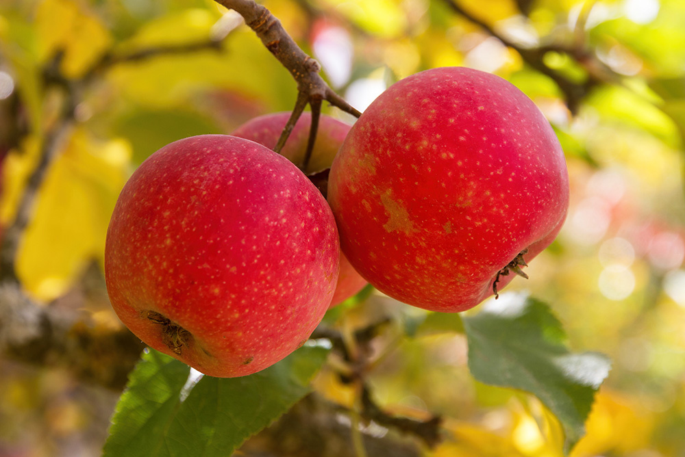 Gypsy Red Apples