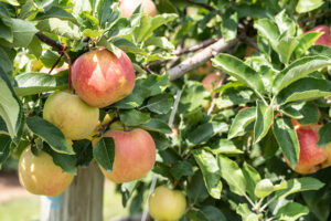 Honeycrisp Apples